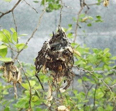 Cynanthus latirostris