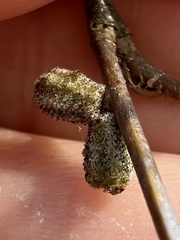 Callirhytis rugulosa