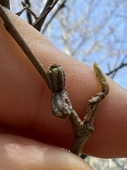 Callirhytis rugulosa