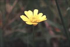 Ranunculus glabrifolius