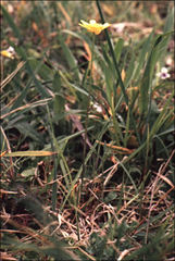 Ranunculus glabrifolius