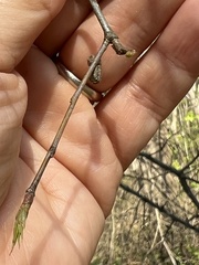 Callirhytis rugulosa