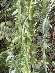 Cirsium nuttalii image