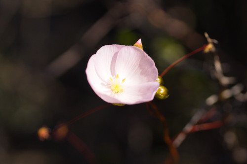 Drosera menziesii