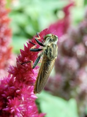 Cophinopoda
