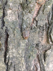 Halyomorpha halys