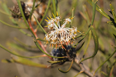Isopogon tridens