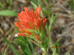 Castilleja hispida acuta