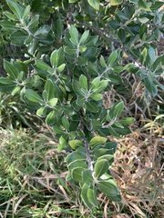 Olearia traversiorum