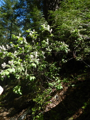 Ceanothus sanguineus