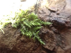 Brachytheciastrum velutinum