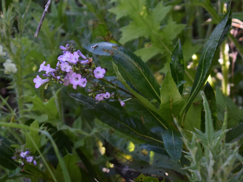 California yerba santa (Eriodictyon californicum)