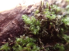 Brachytheciastrum velutinum