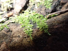 Brachytheciastrum velutinum