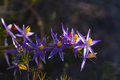 Calectasia