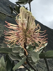 Oreocallis grandiflora