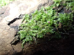 Brachytheciastrum velutinum