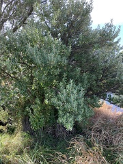 Olearia traversiorum