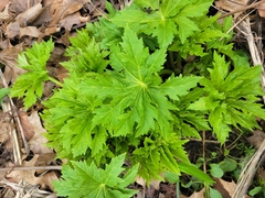 Napaea dioica