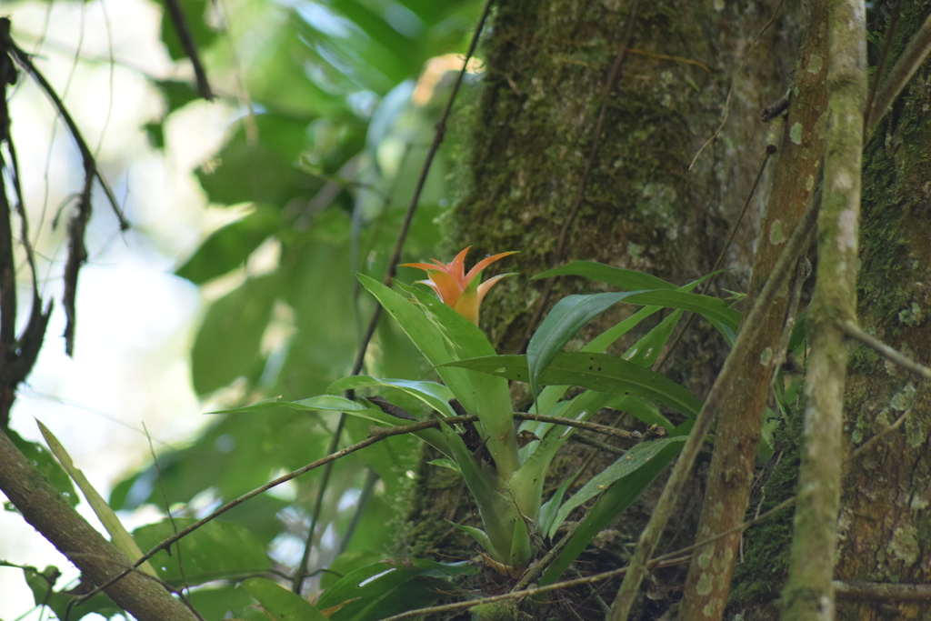 Canistropsis billbergioides; photograph Cajá-manga, CC BY, iNaturalist via GBIF