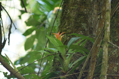 Canistropsis billbergioides