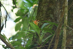 Canistropsis billbergioides