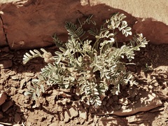 Sophora nuttalliana