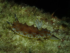 Halgerda tessellata