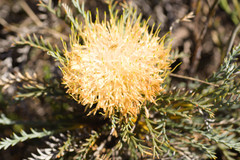 Banksia fraseri