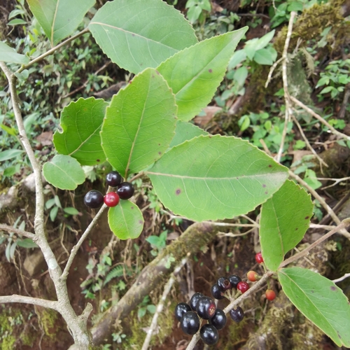 Image of Xylosma flexuosa by (c) Eduardo Chacón Madrigal, some rights reserved (CC BY)
