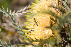 Banksia fraseri