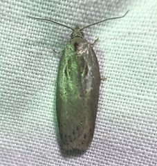 Acleris maculidorsana