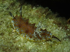 Halgerda tessellata