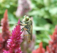 Cophinopoda