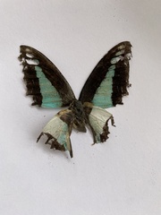Graphium choredon