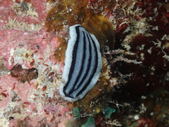 Phyllidiopsis xishaensis