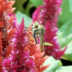 Cophinopoda