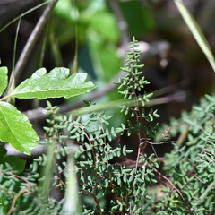 Pellaea andromedifolia