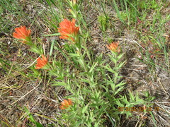 Castilleja hispida acuta