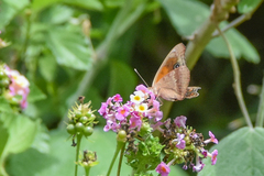 Junonia stemosa