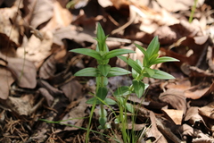 Gentiana puberulenta