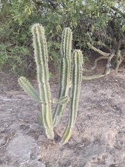 Lophocereus