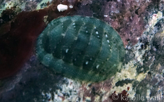 Rhyssoplax linsleyi
