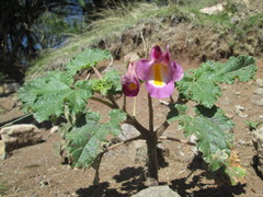 Proboscidea fragrans