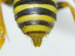 Nomada goodeniana