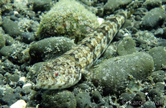 Synodus dermatogenys