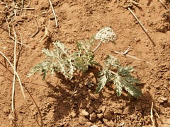 Lomatium orientale