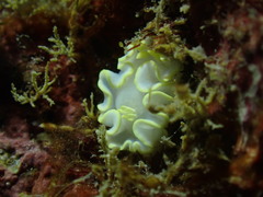 Glossodoris buko