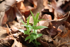 Gentiana puberulenta