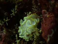 Glossodoris buko